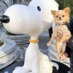 南町田グランベリーパークのスヌーピー像とチワワの写真