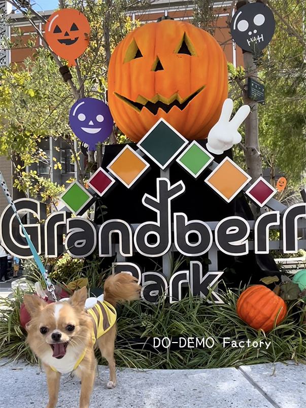 ハロウィンバージョンの南町田グランベリーパークとチワワの写真