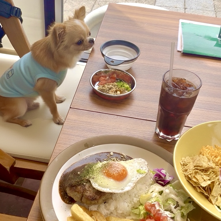 カフェで椅子におすわりしているチワワの写真