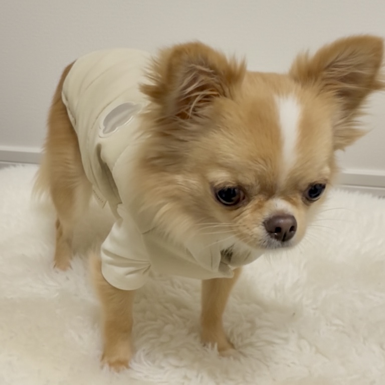 moncheriのアウターを着用したチワワの写真