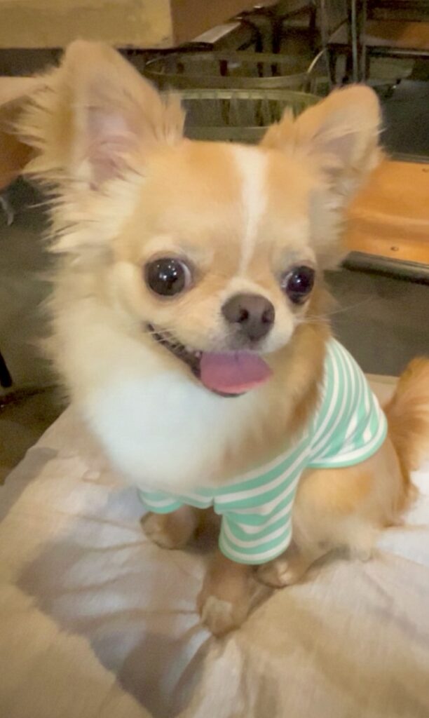 カフェの店内でニコニコしてしているチワワの写真