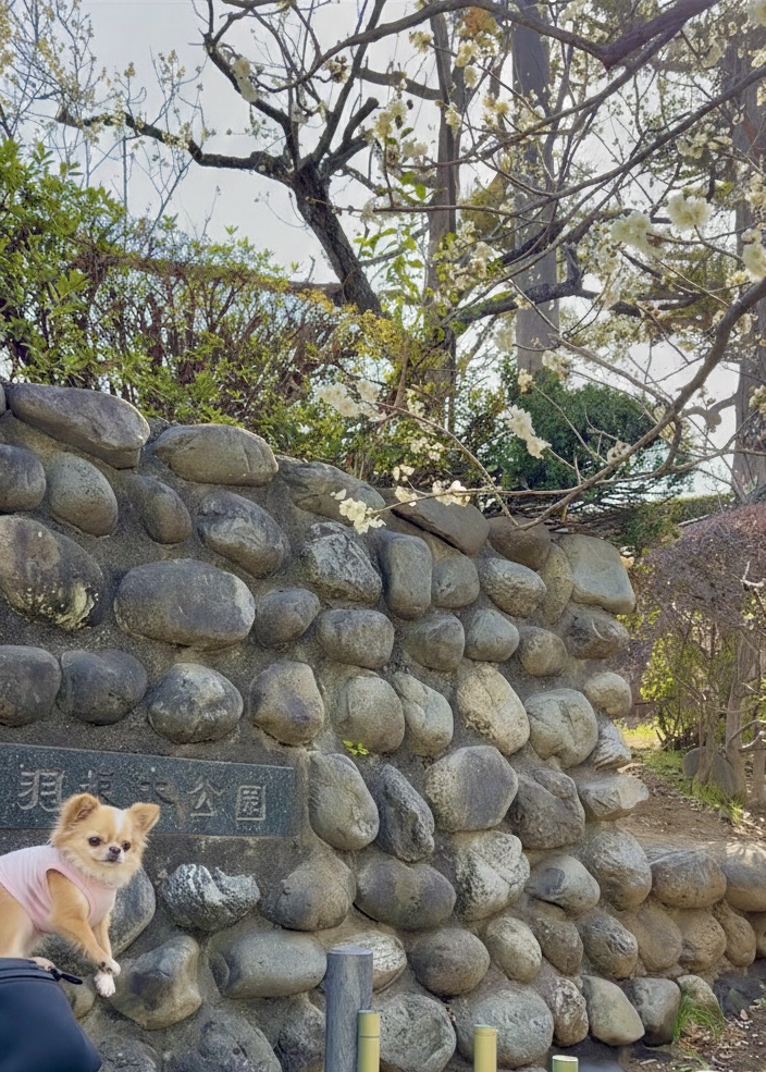 せたがや梅まつり開催中の羽根木公園入り口で撮影したチワワの写真
