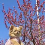 紅梅の花と一緒に撮ったチワワの写真 | 羽根木公園の梅まつり