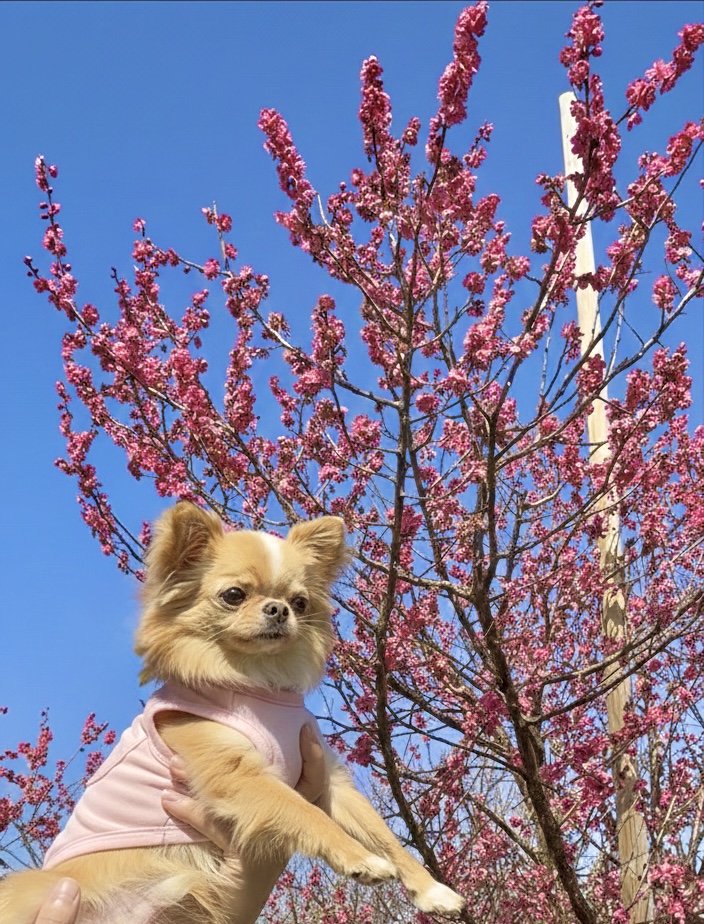紅梅の花と一緒に撮ったチワワの写真 | 羽根木公園の梅まつり