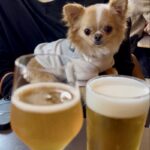 ビールとシードルとチワワ（犬連れOKカフェでのランチ）