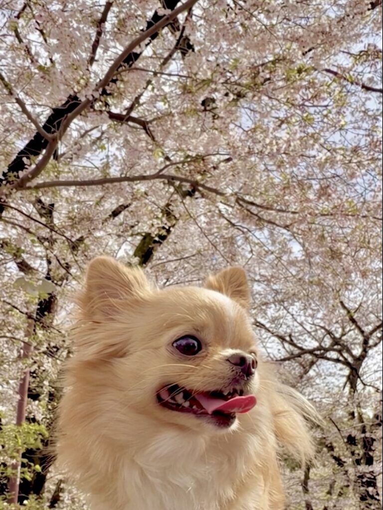満開の桜と笑顔のチワワの写真