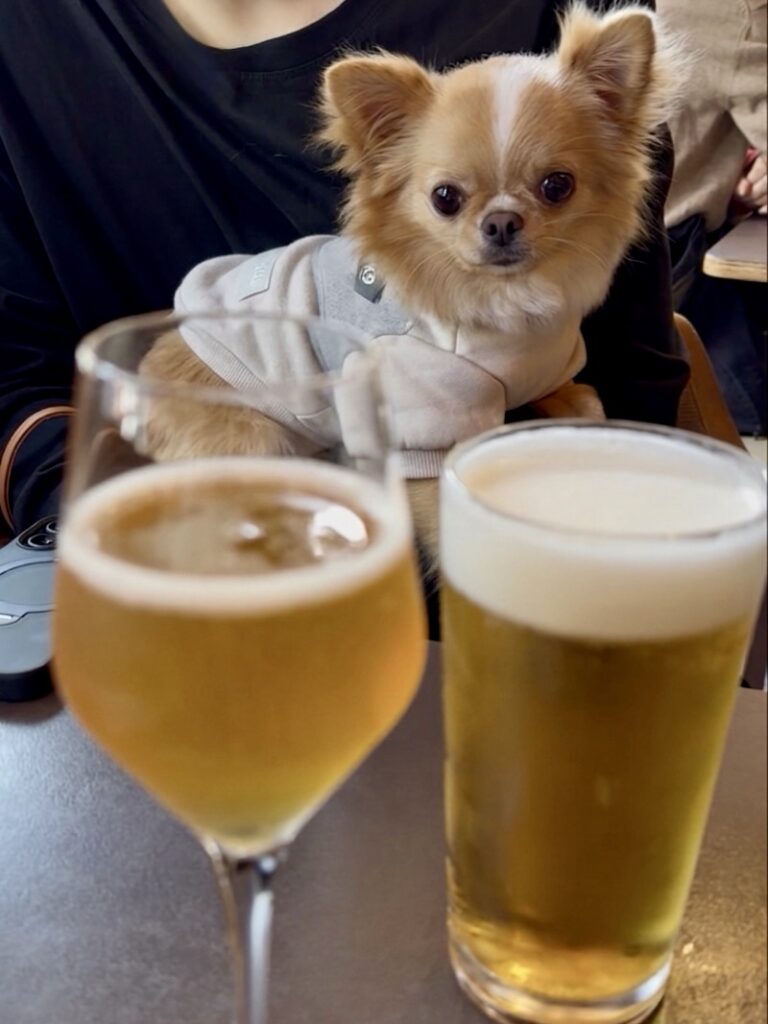 ビールとシードルとチワワ（犬連れOKビストロでのランチ）