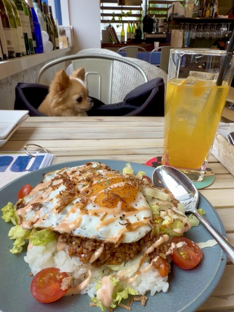 熱海駅の店内ペット可カフェのタコライスとチワワ