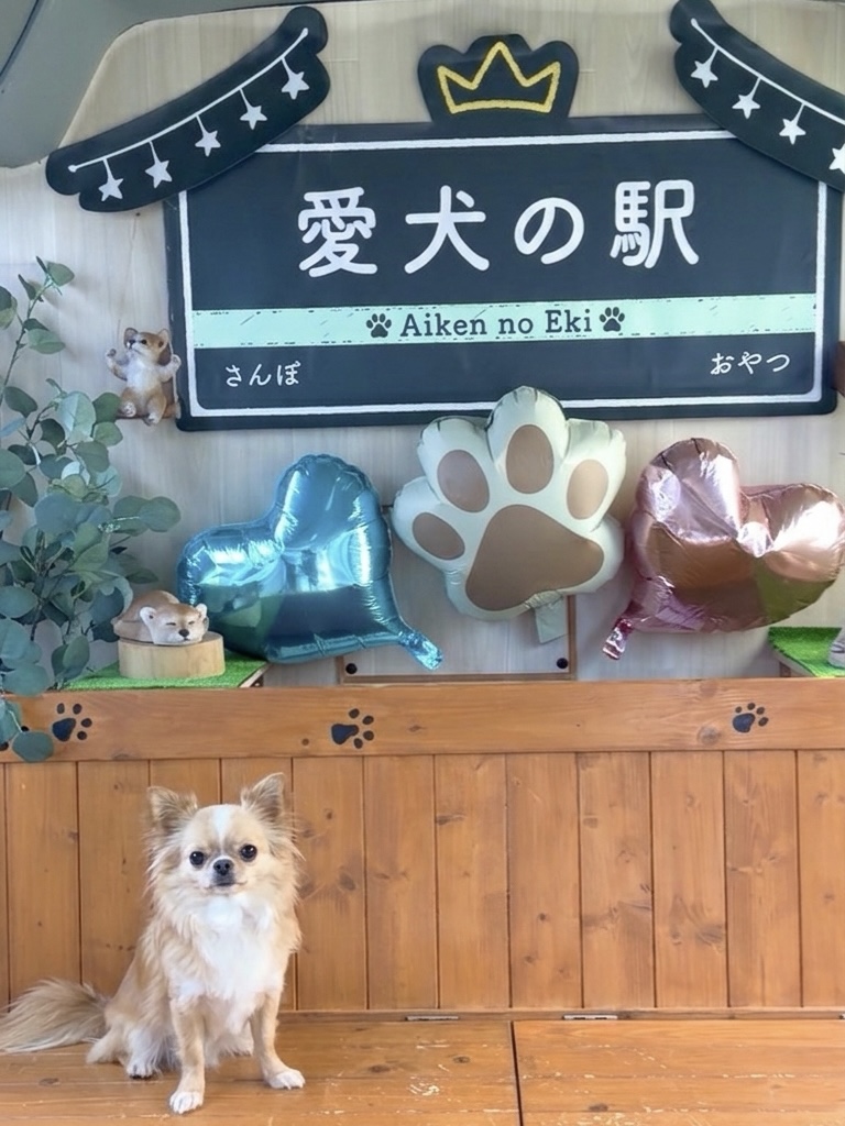 伊豆犬連れスポット「愛犬の駅」のフォトブースでお座りするチワワ（プレートや風船の装飾）