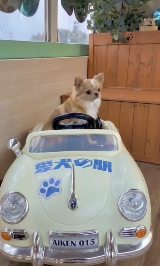 伊豆犬連れスポット「愛犬の駅」のフォトスポットで車に乗るチワワ