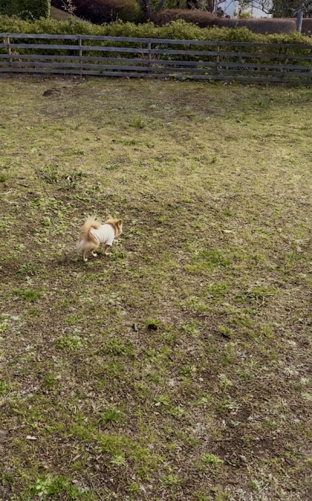伊豆高原の犬と泊まれる宿「伊豆高原クオーレ」の屋外ドッグランで遊ぶチワワの写真