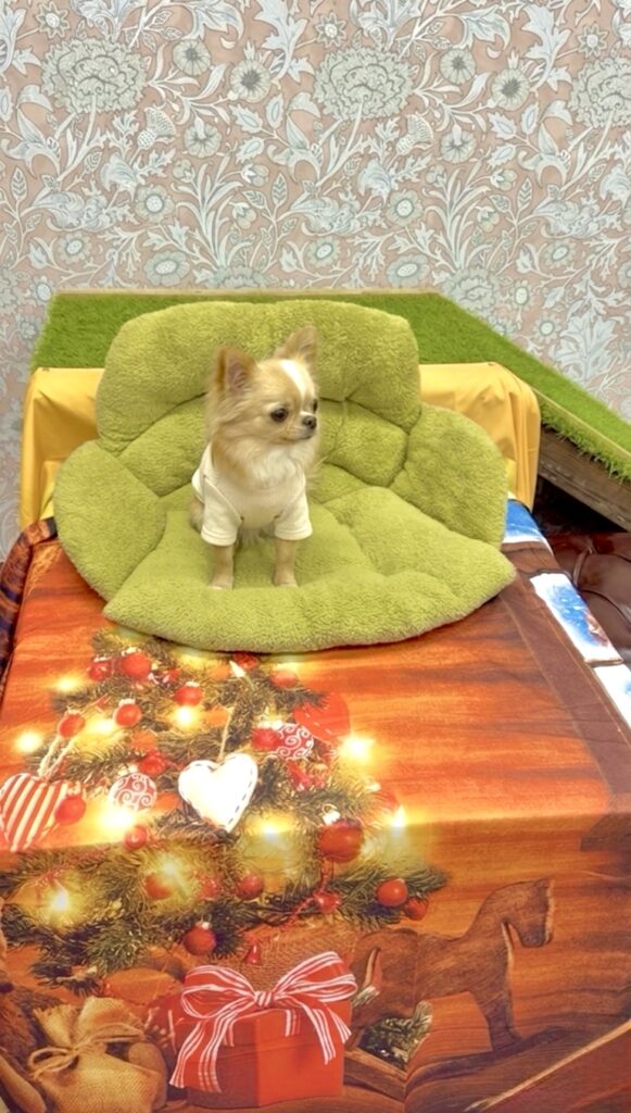 伊豆高原の犬と泊まれる宿「伊豆高原クオーレ」の屋内ドッグランでおすりするチワワの写真