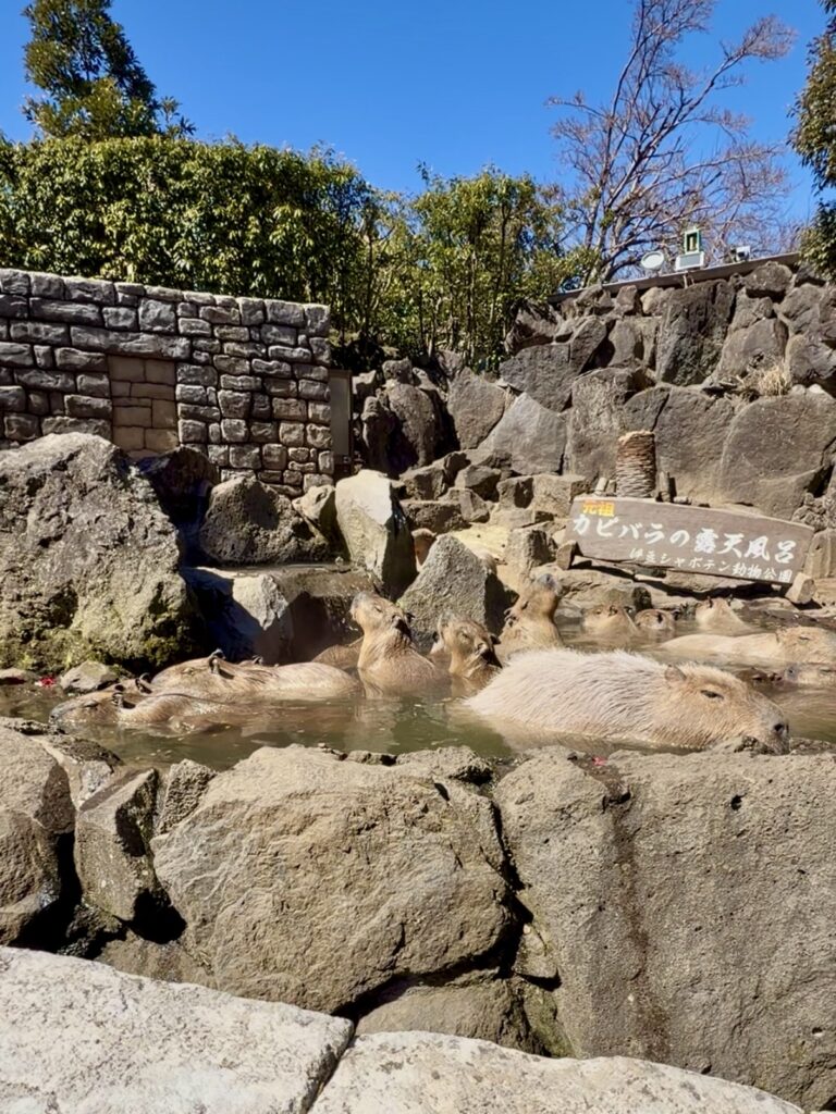 伊豆シャボテン動物公園のカピバラ温泉。温泉に入っているカピバラの写真