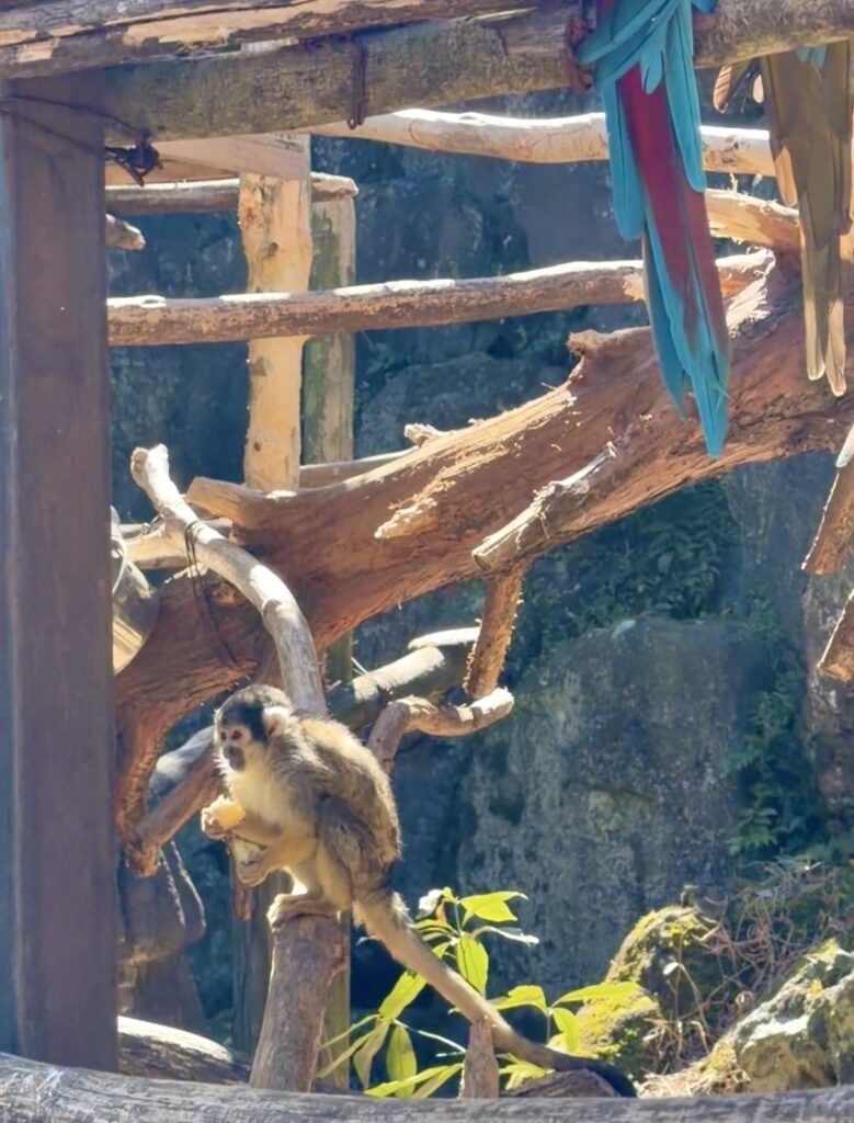 伊豆シャボテン動物公園のリスザルの写真。園内を自由に歩き回っています。
