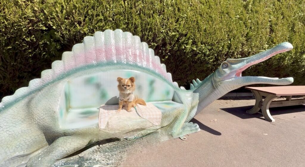 伊豆シャボテン動物公園内の恐竜のベンチに座るチワワの写真