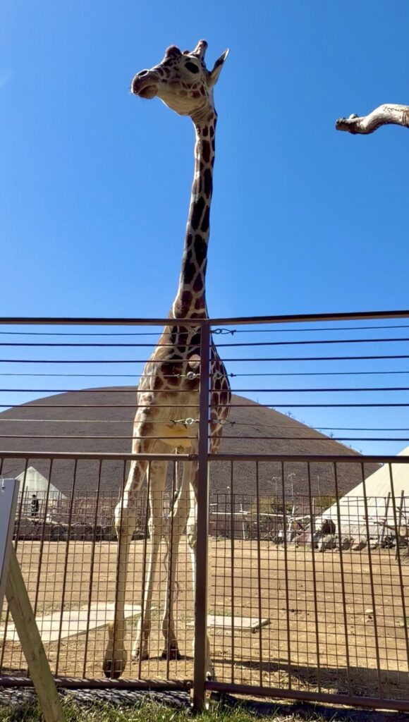 伊豆シャボテン動物公園のキリンの写真。動物たちが間近で見られます。